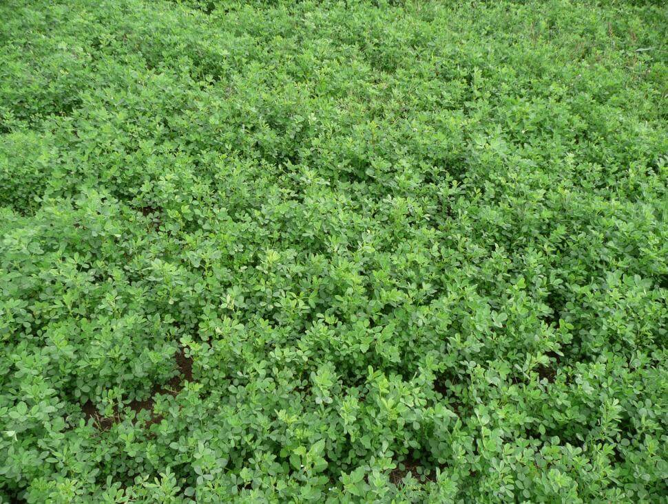 Alfalfa | Smith Seed Services